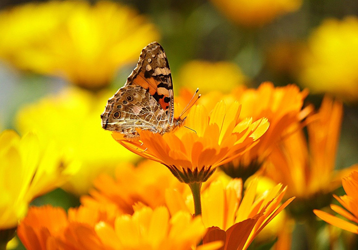 Bestäubung durch einen Schmetterling